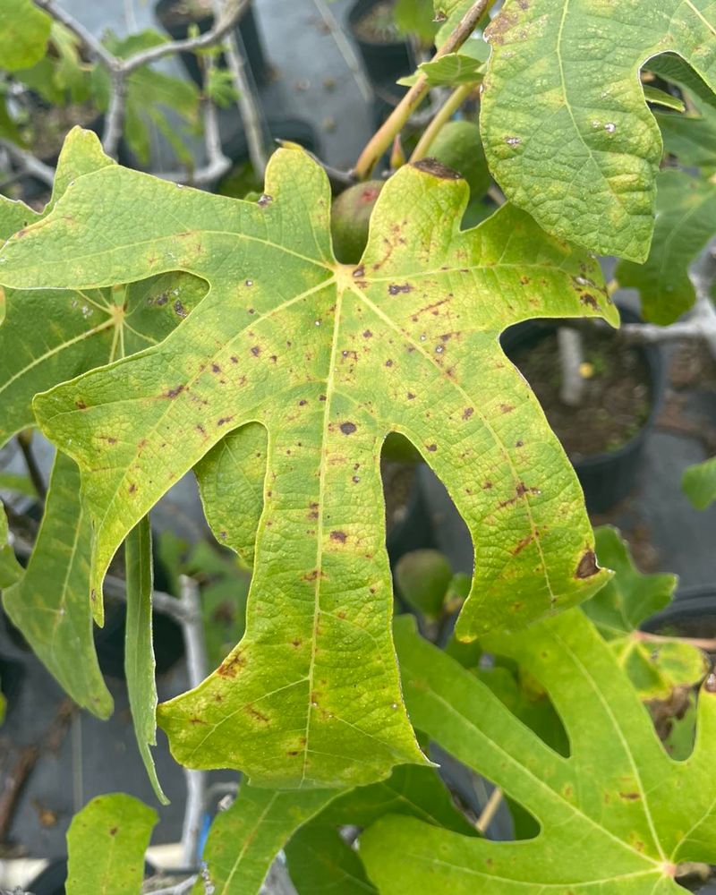 Premature Leaf Drop Signals Growing Stress