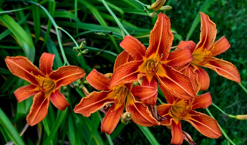 Prepare Beds For Fall Growth Cycles