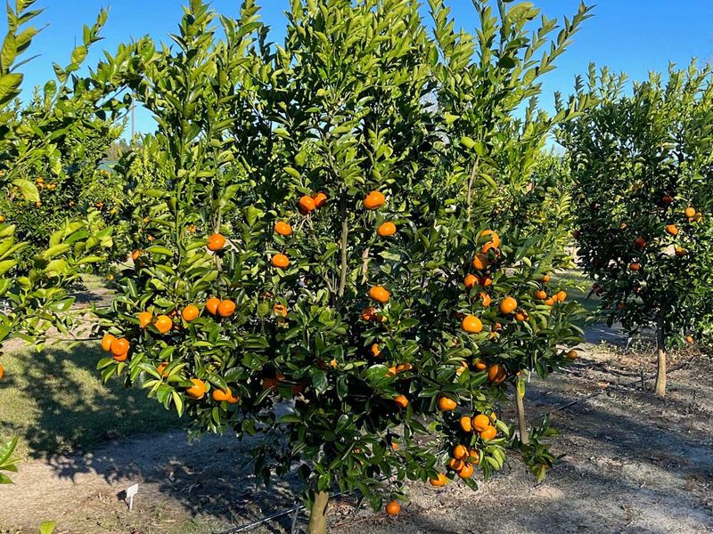 Prepare Satsumas Before Cold Weather Arrives Prepare Satsumas Before Cold Weather Arrives