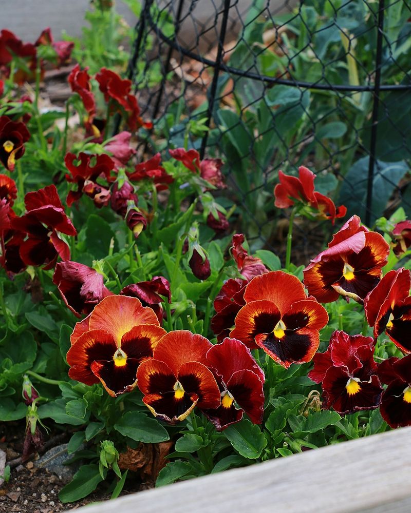 Prepare The Bed Before Your Pansies Go In Prepare The Bed Before Your Pansies Go In