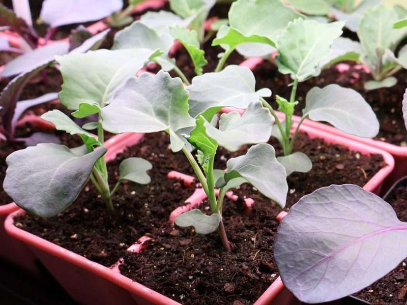 Prepare Young Plants Slowly For Outdoor Conditions Prepare Young Plants Slowly For Outdoor Conditions