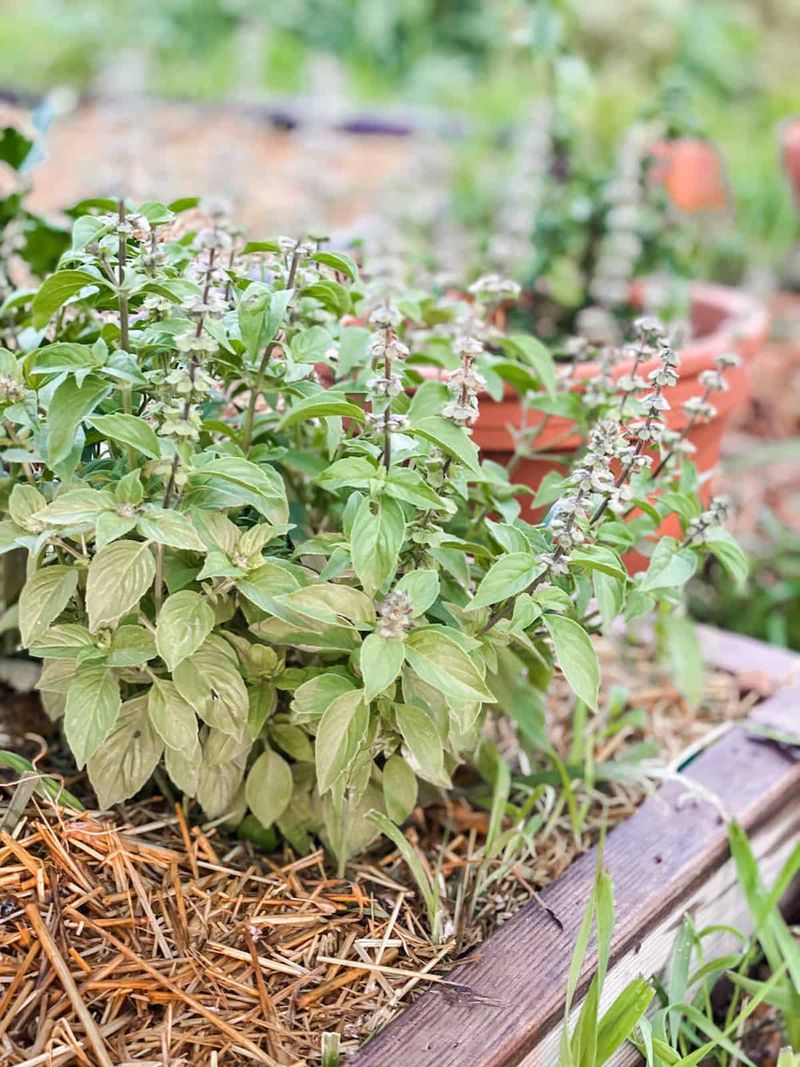 Prepare Your Herb Garden For The Fall Season Prepare Your Herb Garden For The Fall Season