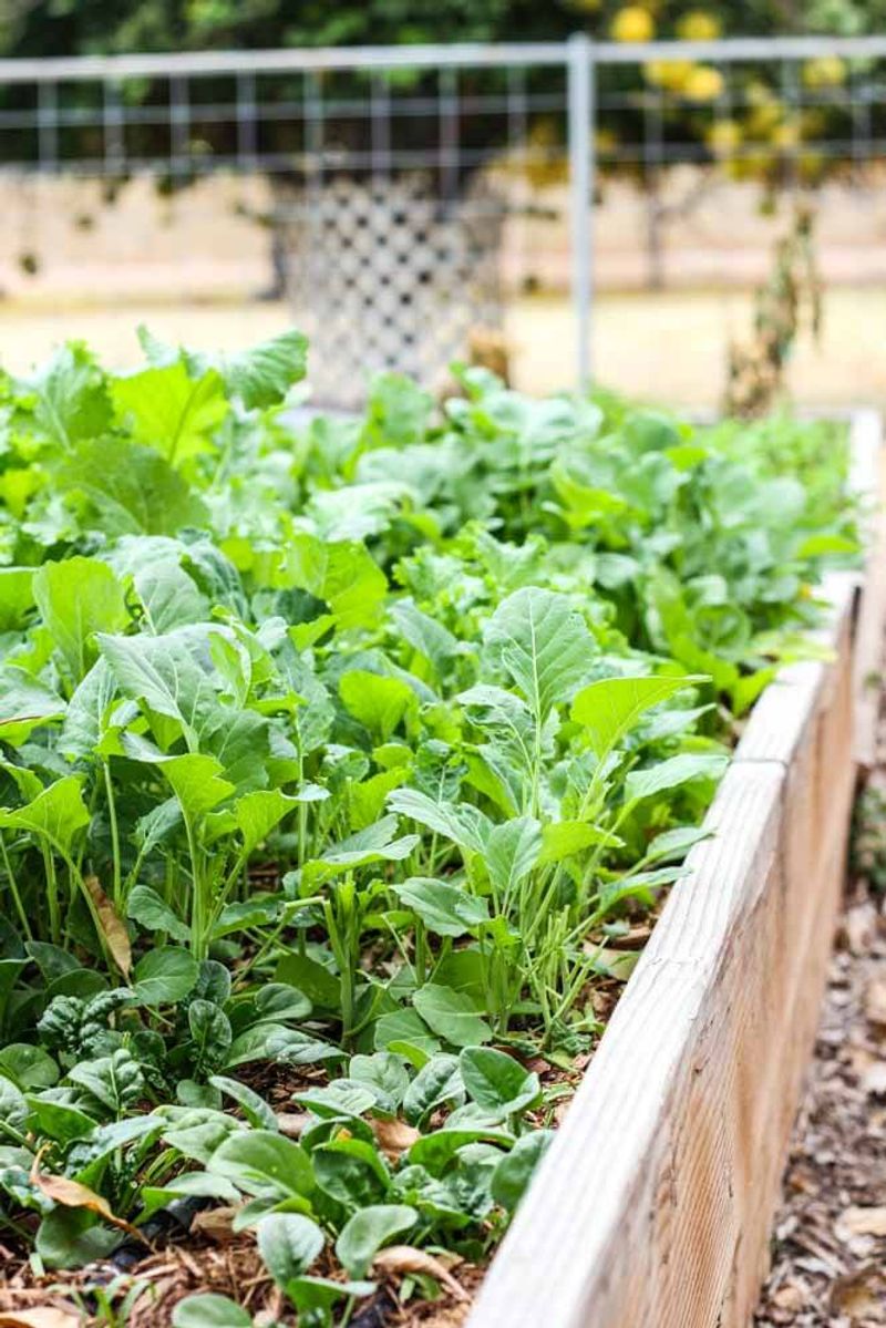 Prepared Beds Give Fall Crops A Stronger Start Prepared Beds Give Fall Crops A Stronger Start
