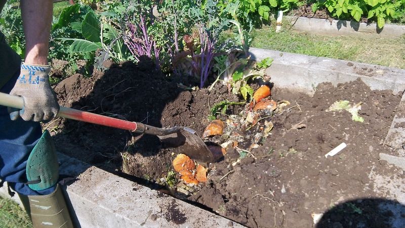 Preparing And Composting Crab Shells The Right Way Preparing And Composting Crab Shells The Right Way