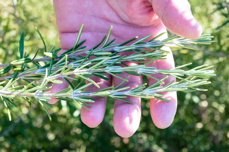 Preparing Rosemary For A Strong Fall And Winter Season Preparing Rosemary For A Strong Fall And Winter Season