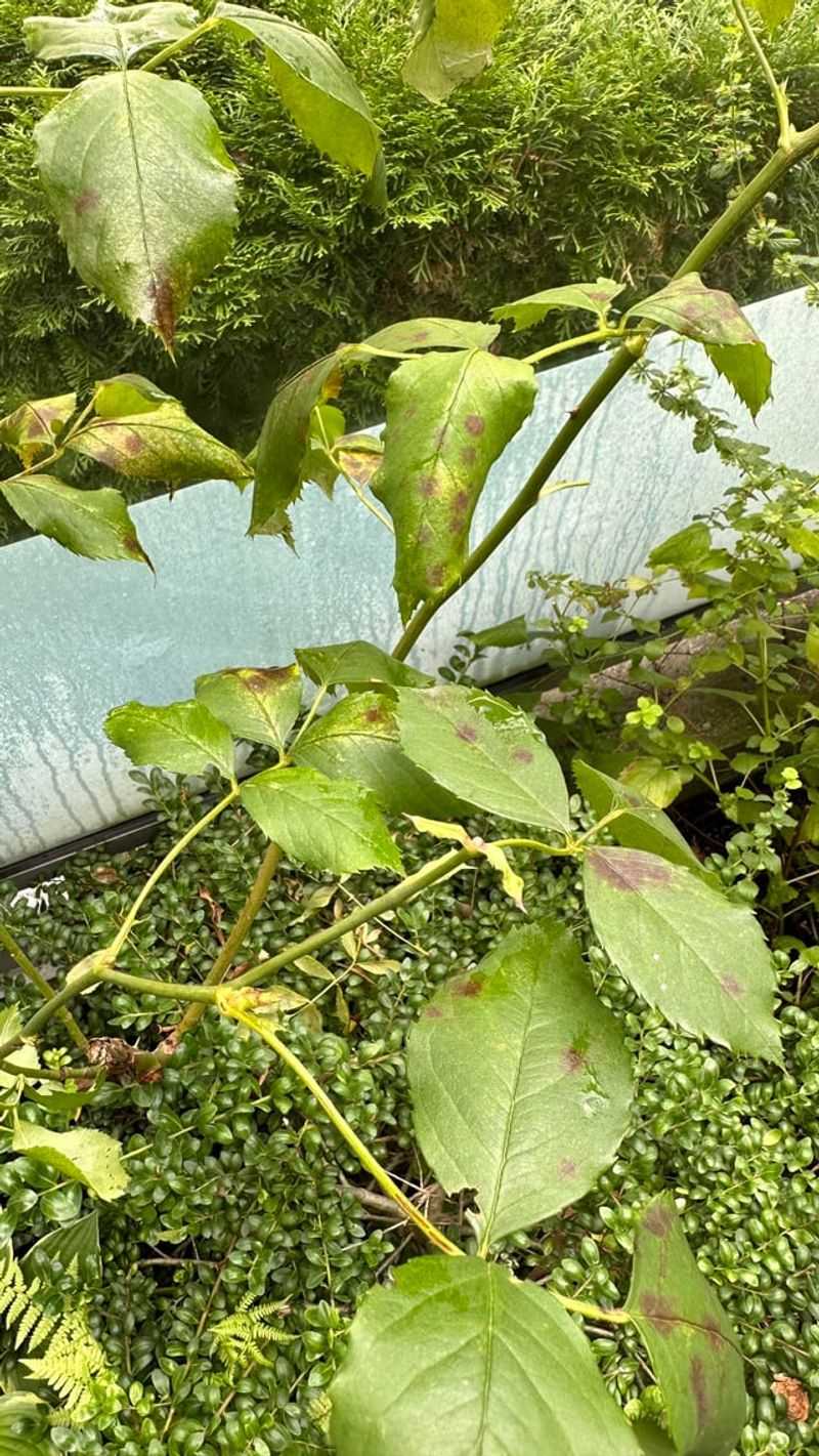 Preparing Your Roses For The Transition Into Fall