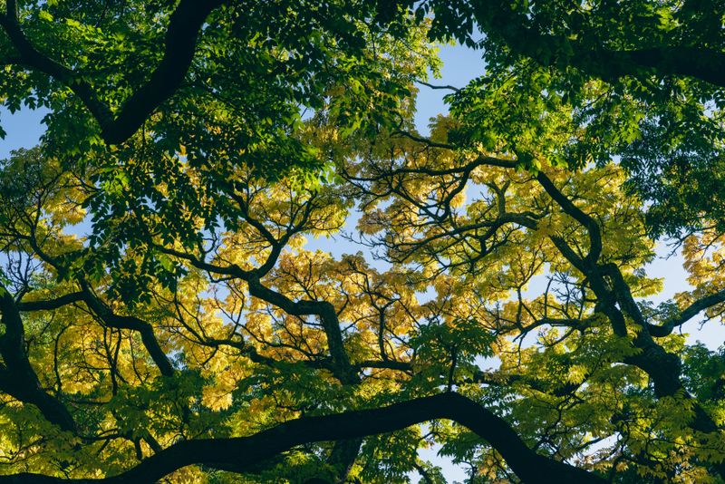 Preserve Nearby Tree Canopy For Shade