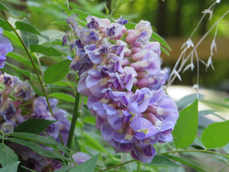 Preserve The Flowering Spurs Preserve The Flowering Spurs