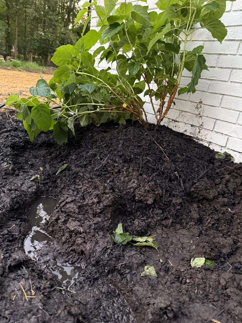 Prevent Water From Pooling At Stems