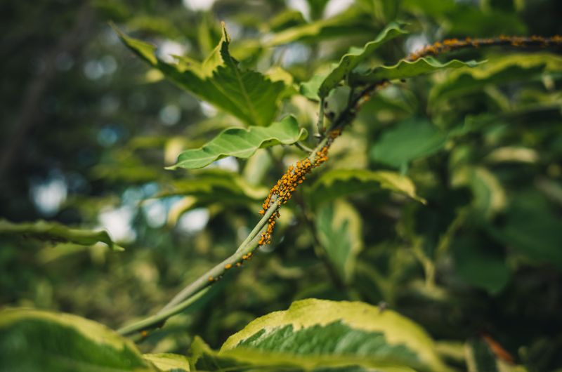 Preventing Aphids From Returning Next Season