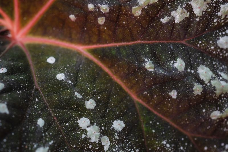 Preventing Both Problems Next Growing Season