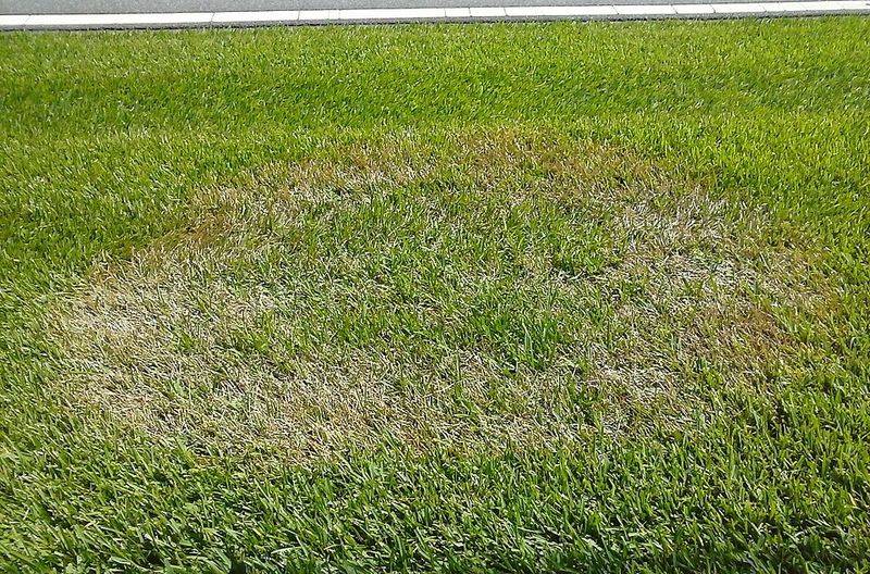 Preventing Brown Patch From Returning Preventing Brown Patch From Returning