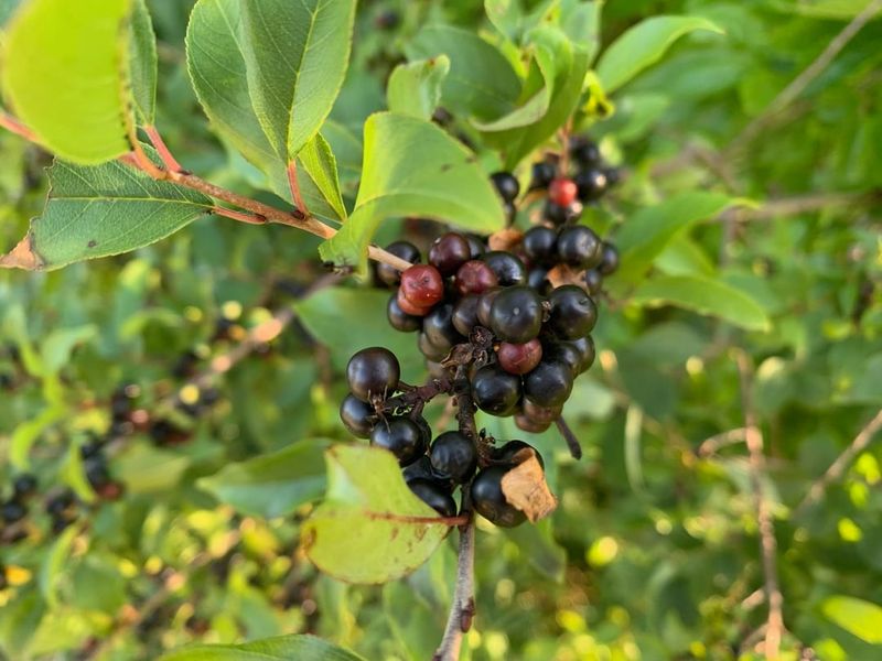 Preventing Buckthorn From Returning
