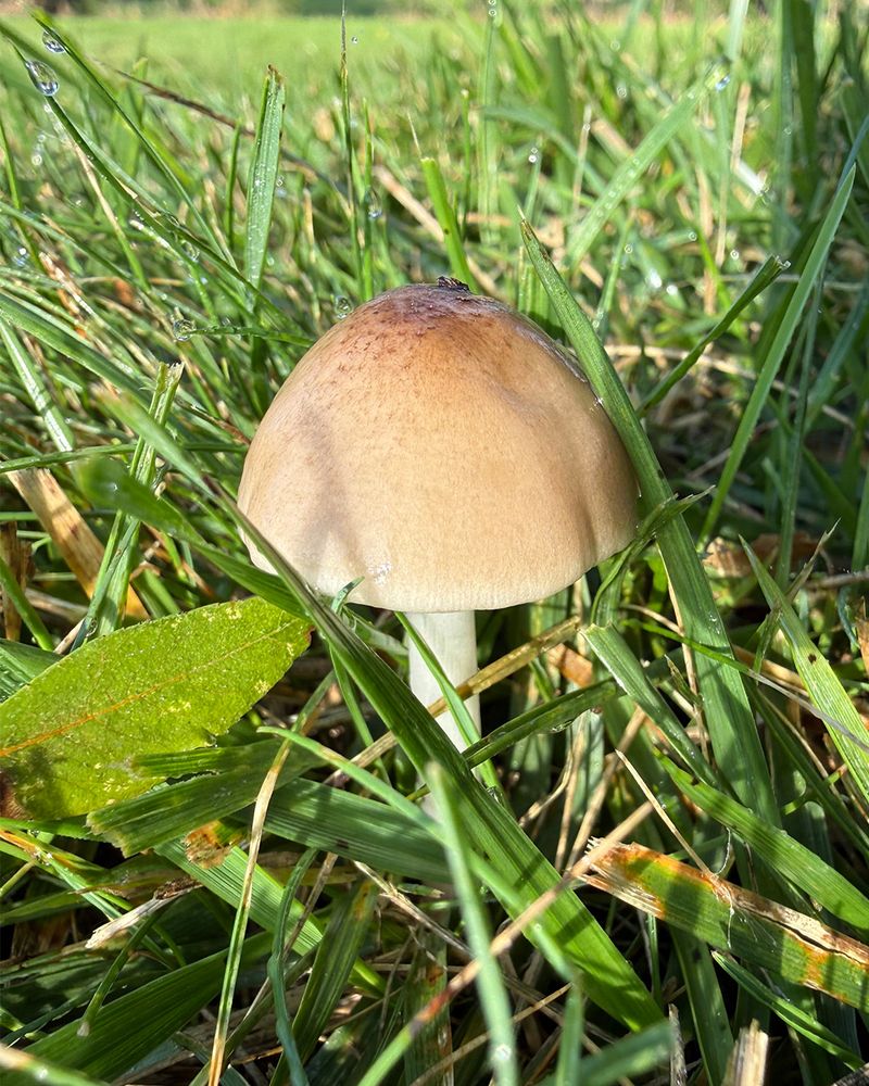 Preventing Mushroom Regrowth After Future Rainfall
