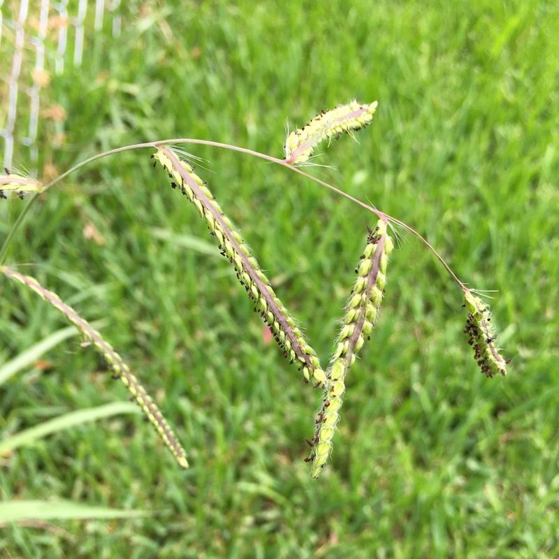 Preventing New Seedheads Can Limit Future Spread