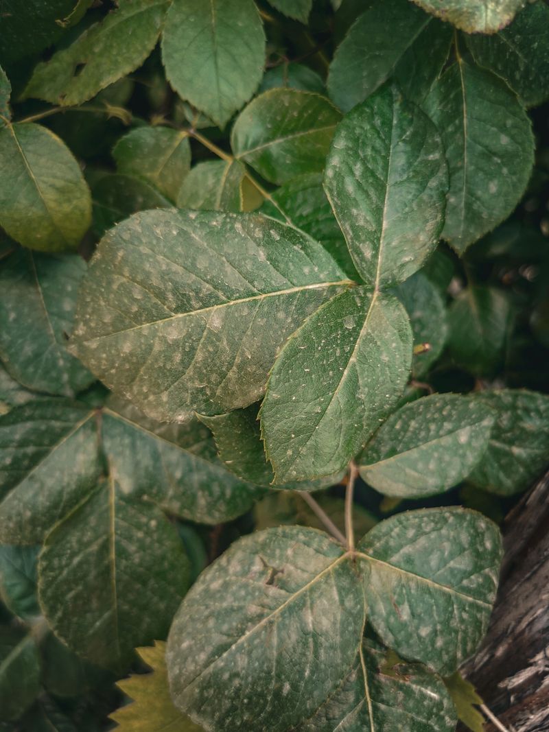 Preventing Powdery Mildew Next Season Preventing Powdery Mildew Next Season