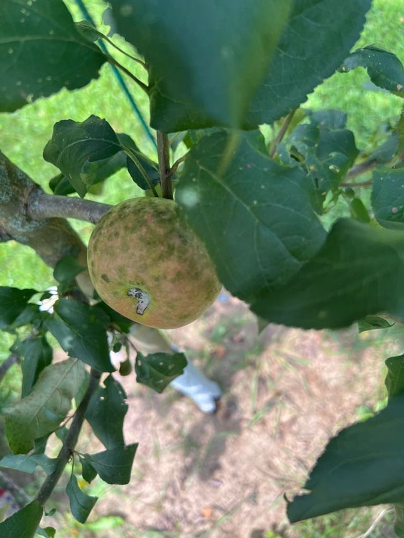 Preventing Sooty Blotch On Next Season's Harvest Preventing Sooty Blotch On Next Season's Harvest