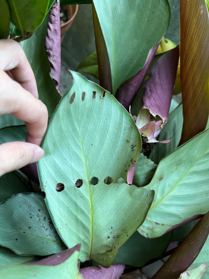 Prevention Tips For Future Growing Seasons Prevention Tips For Future Growing Seasons