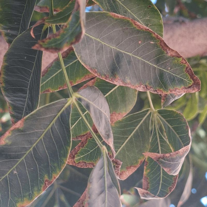 Previous Stress Can Show Up During Drought