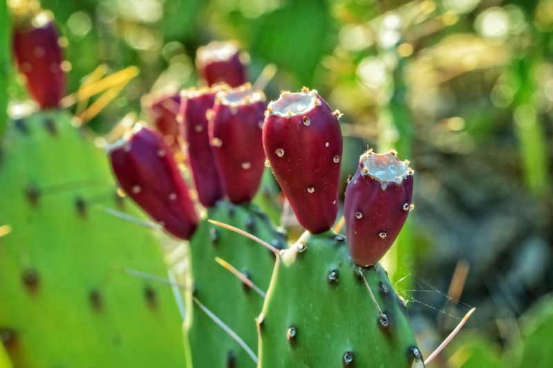 Prickly Pear Cactus Prickly Pear Cactus
