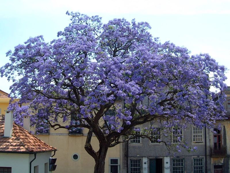 Princess Tree Spreads Far Beyond The Yard
