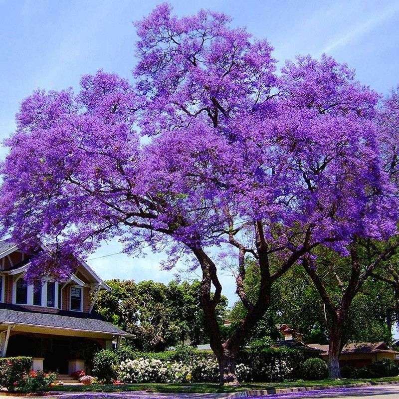 Princess Tree Turns One Pretty Bloom Into Thousands Of Seeds Princess Tree Turns One Pretty Bloom Into Thousands Of Seeds