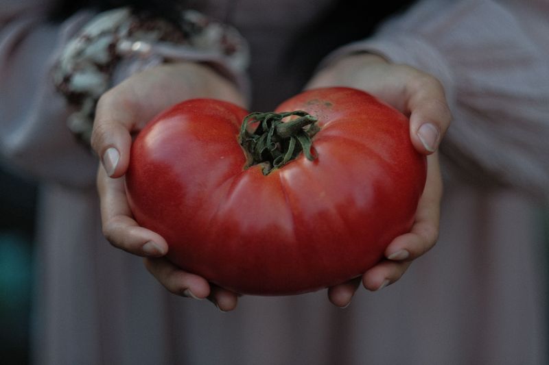 Prize Tomatoes Show Months Of Careful Care