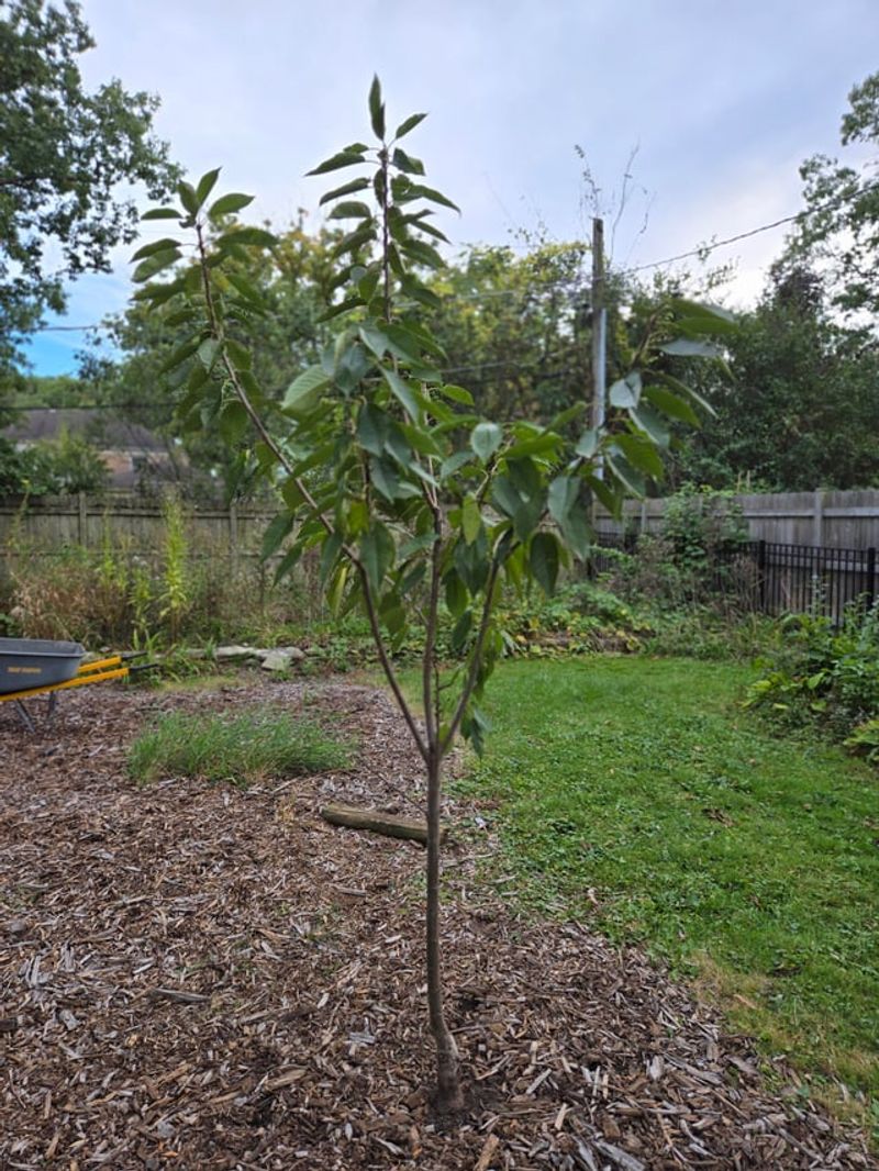 Proper Long-Term Care Keeps Your Fruit Trees Healthy And Productive