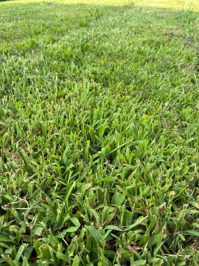 Proper Mowing Height Limits Weed Spread Proper Mowing Height Limits Weed Spread