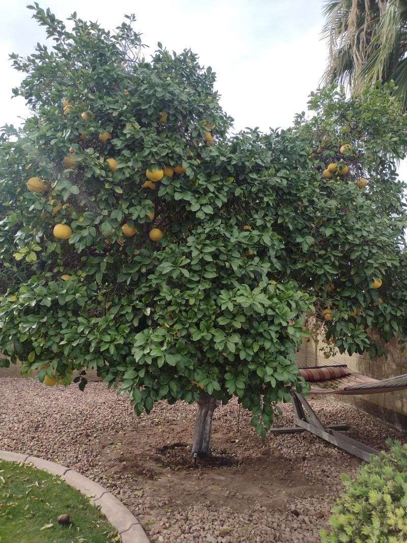 Proper Placement Helps Protect The Root Crown
