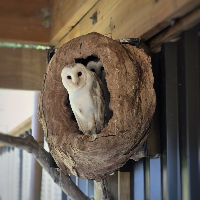 Proper Placement Improves Nest Box Success Proper Placement Improves Nest Box Success