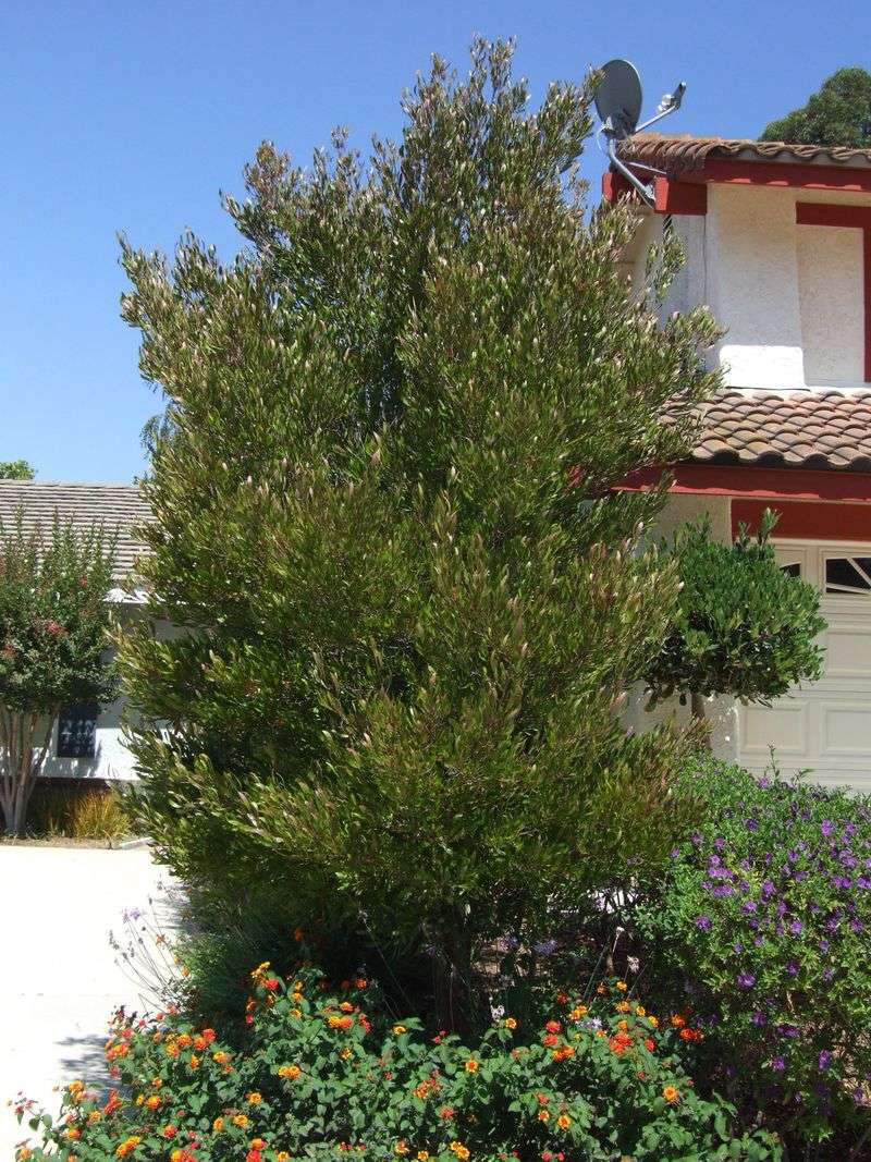 Proper Placement Matters Near The House Proper Placement Matters Near The House