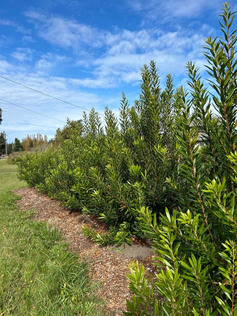 Proper Spacing Helps Close Gaps As It Grows