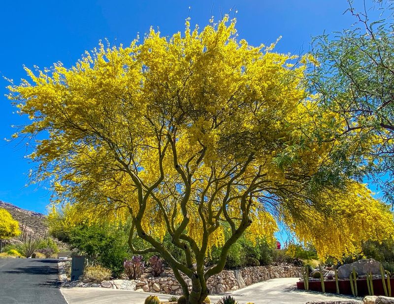 Proper Spacing Helps Your Tree Thrive