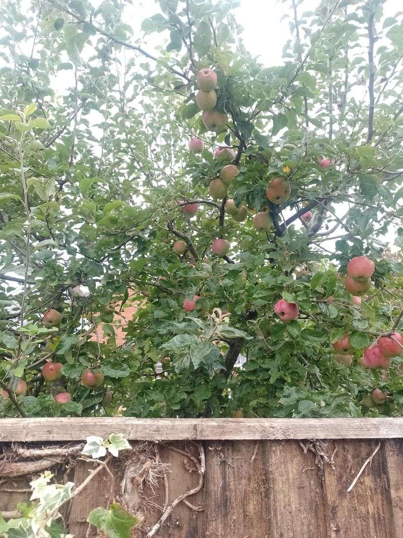 Property Lines Matter More Than Where The Fruit Hangs Property Lines Matter More Than Where The Fruit Hangs