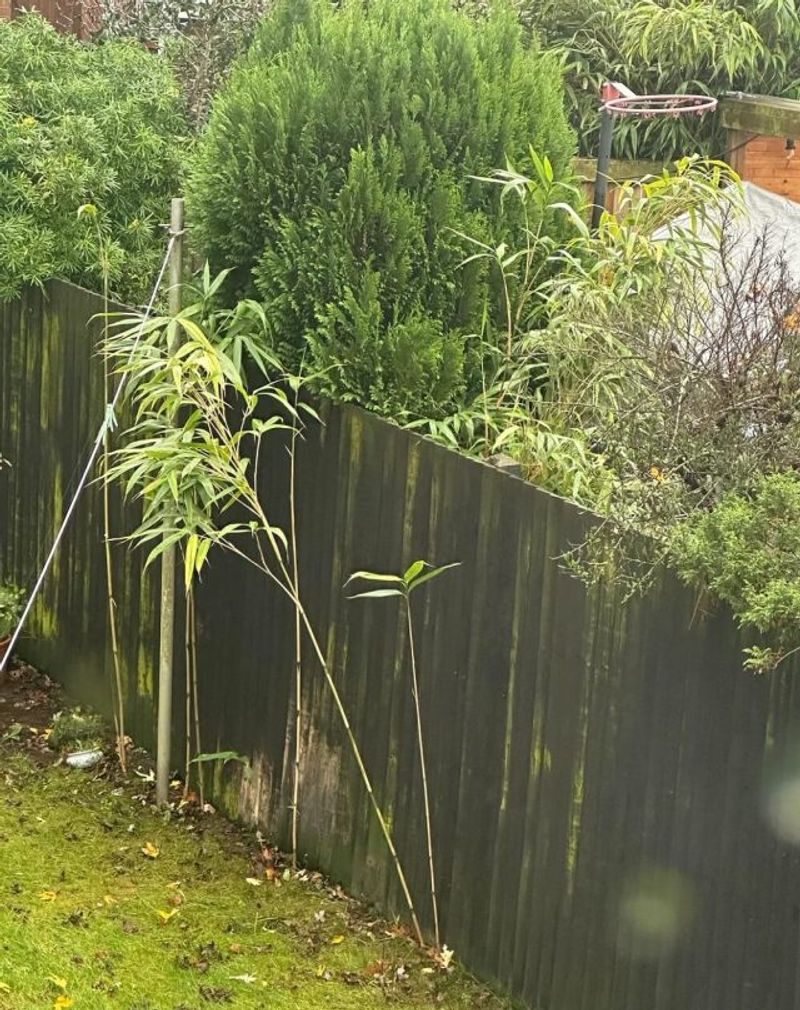 Property Lines Turn Spread Into Liability