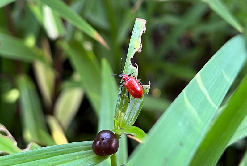 Protect Beneficial Insects During Treatment Protect Beneficial Insects During Treatment