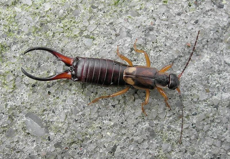 Protect Beneficial Insects Nearby