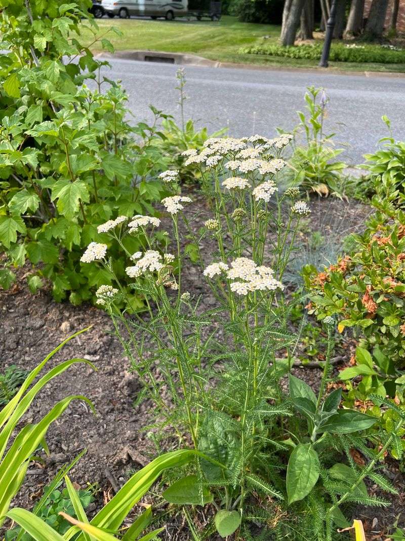 Protect Beneficials From Broad Spectrum Sprays Protect Beneficials From Broad Spectrum Sprays