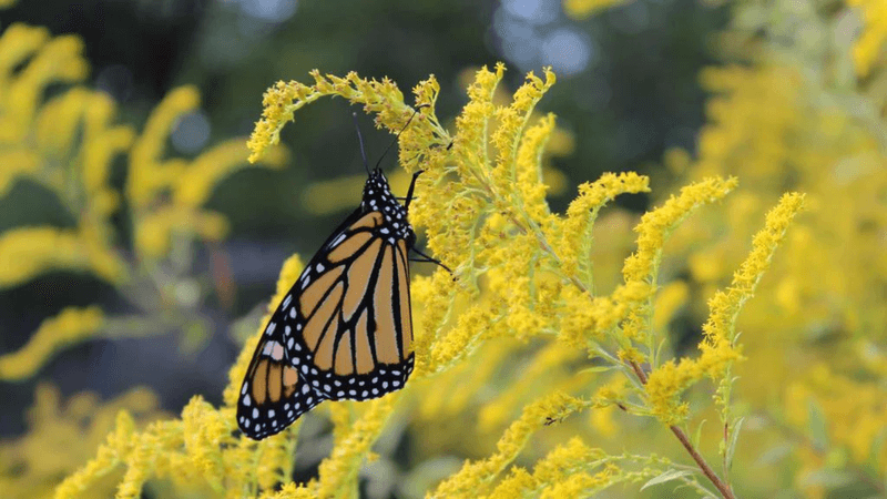 Protect Blooms And Manage Natural Spread Protect Blooms And Manage Natural Spread