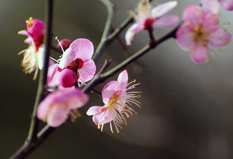 Protect Blooms From Spring Frost Protect Blooms From Spring Frost