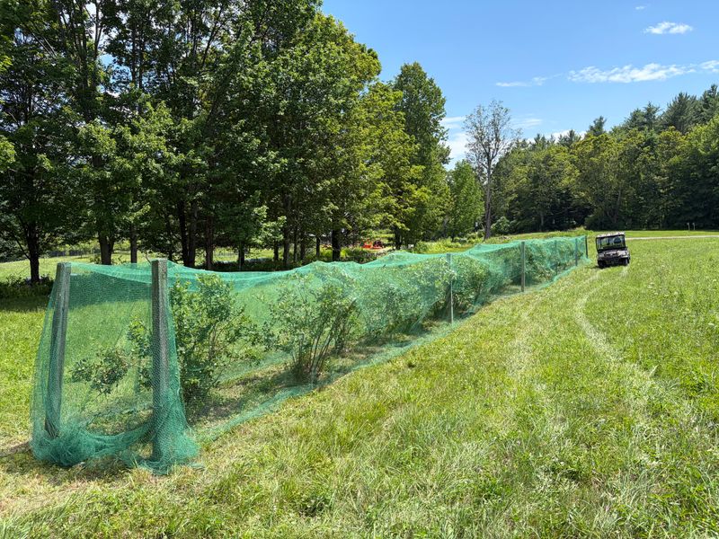 Protect Bushes Before Berries Fully Sweeten
