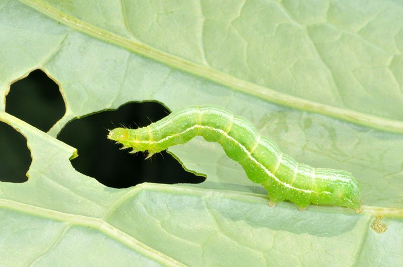 Protect Crops Before Damage Gets Severe Protect Crops Before Damage Gets Severe