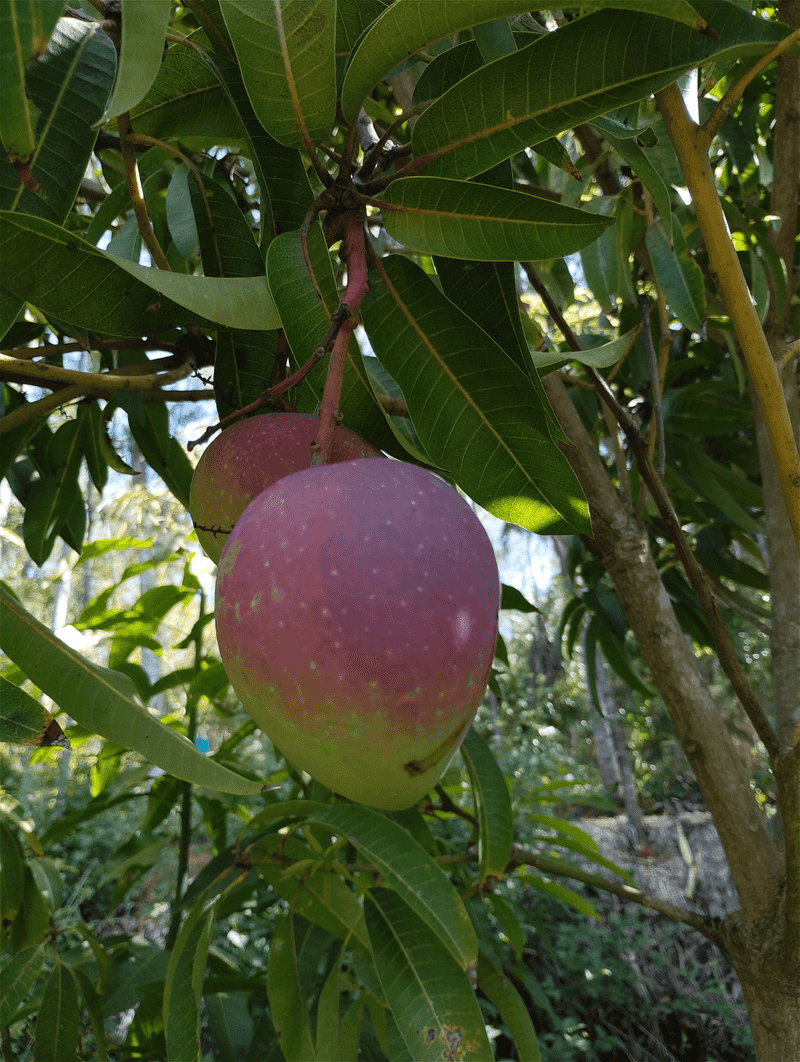 Protect Developing Fruit From Cracks And Drop Protect Developing Fruit From Cracks And Drop