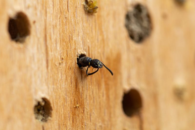Protect Existing Nesting Sites From Disturbance