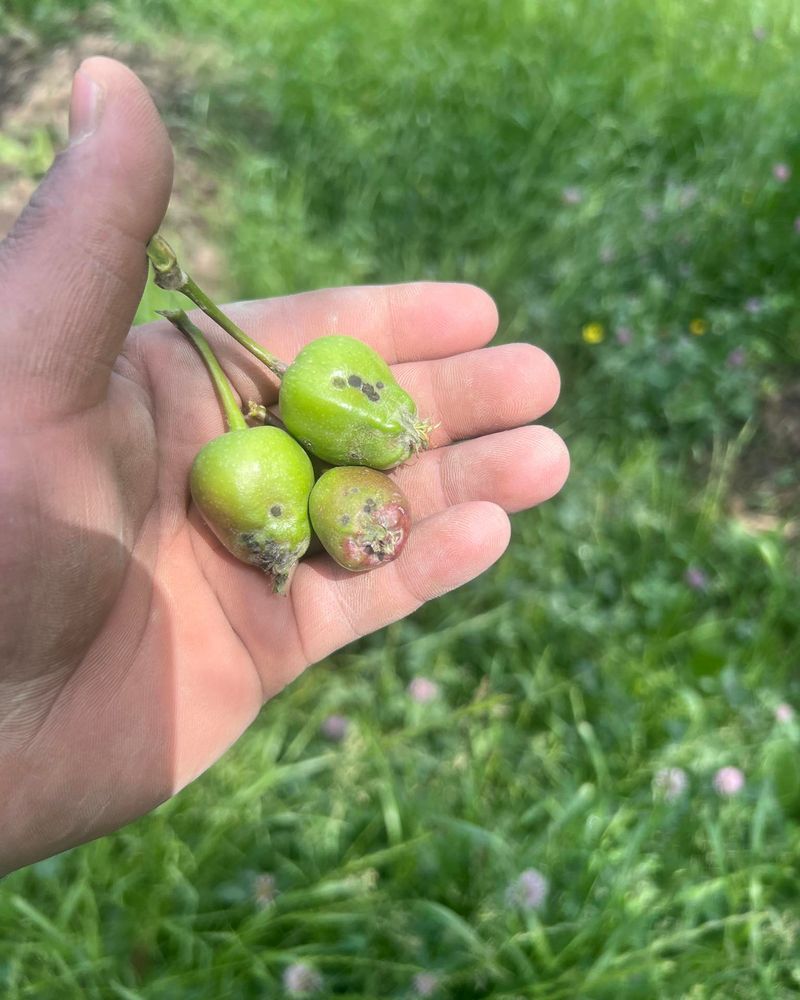 Protect Fruit Before Wet Weather