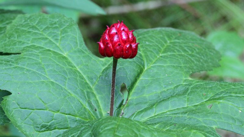 Protect Goldenseal From Wild Harvest