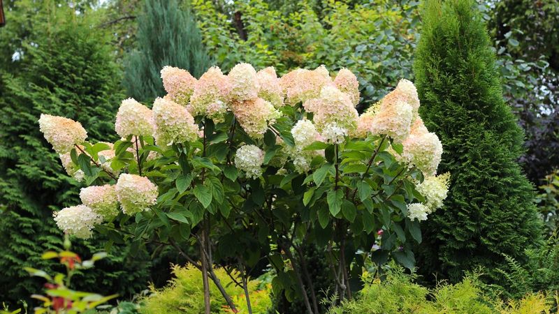 Protect Healthy Leaves So The Plant Can Keep Building Energy