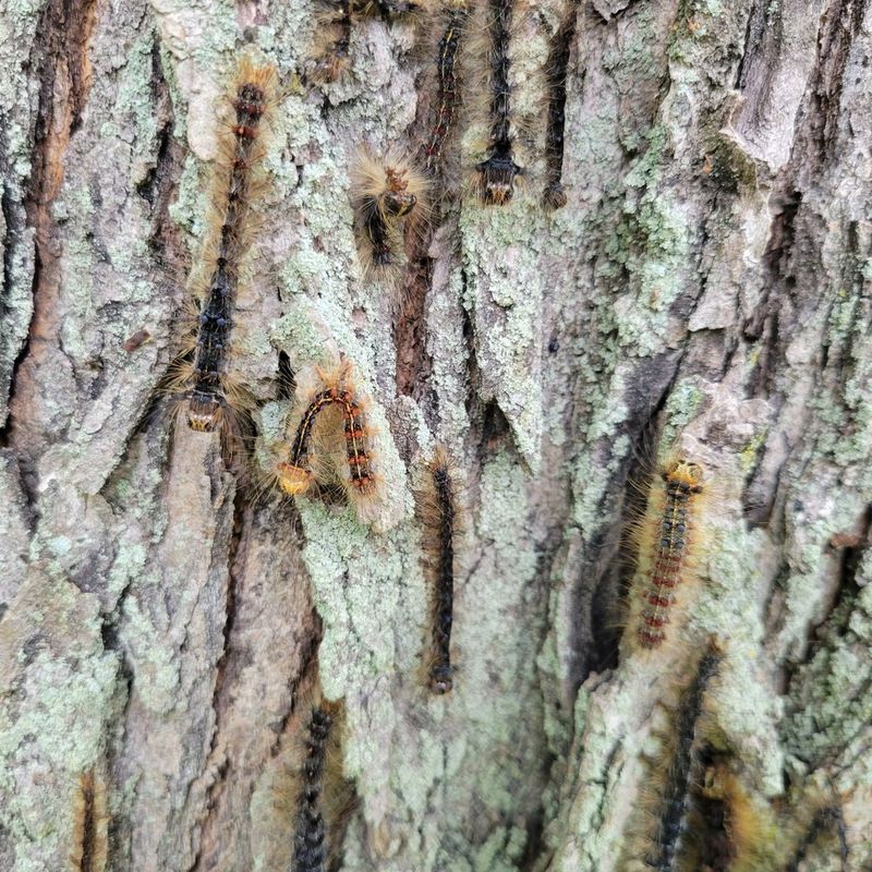 Protect High Value Oaks Before Heavy Feeding Protect High Value Oaks Before Heavy Feeding