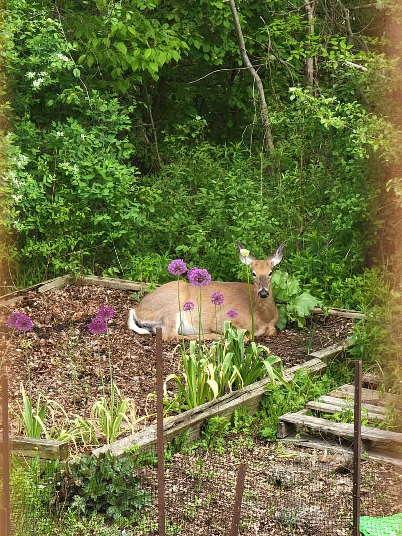 Protect Hostas And Daylilies Directly